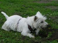 Klik op de foto voor groter formaat